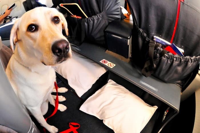 Extra Space on a Plane for a Pet