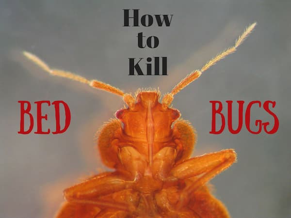 how to kill Bed Bug 