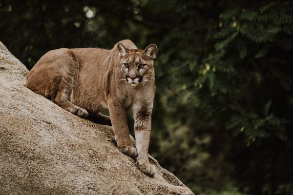 Young Mountain Lion